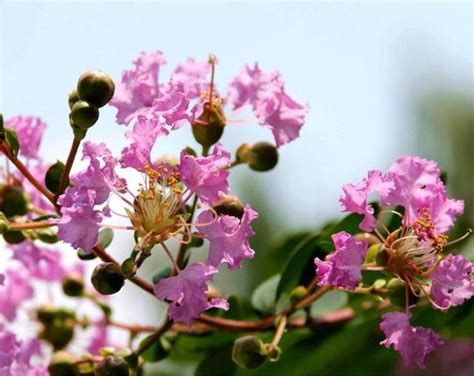 紫薇花種植|紫薇花怎麼種植，5步完成種子種植方法